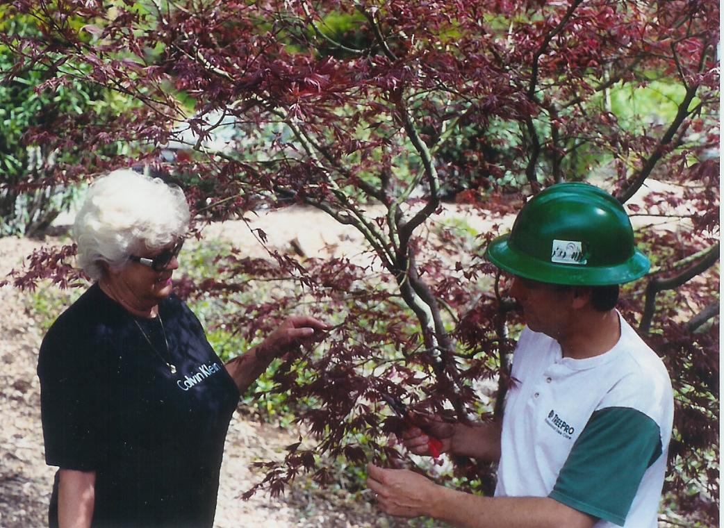 tree doctor giving health analysis on a bush