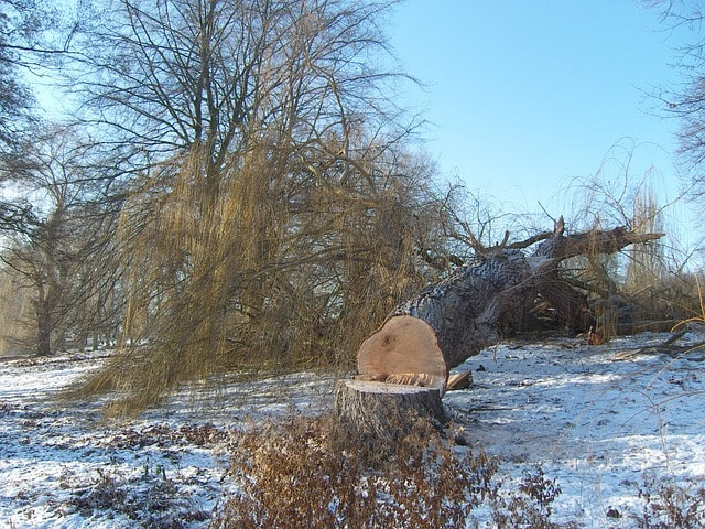 tree lying in a snow field after being dropped