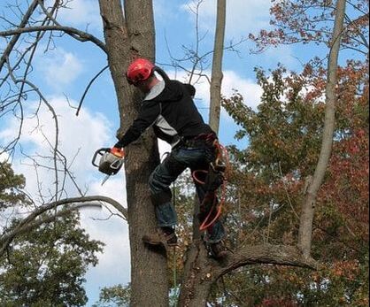 A man climbing a tree in order to trim it in Greenwood