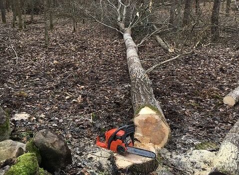 small tree in the woods cut to the ground