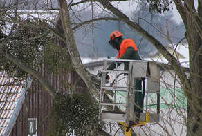 cherry picker being used to clear trees from around a home in Greenwood