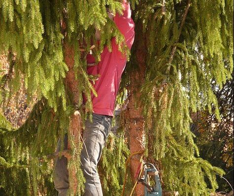 crew member climbing a pine tree for trimming