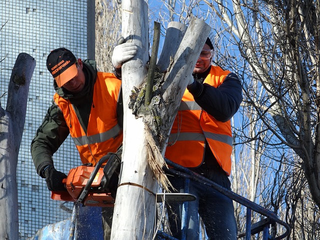 tree care team performing an emergency tree removal