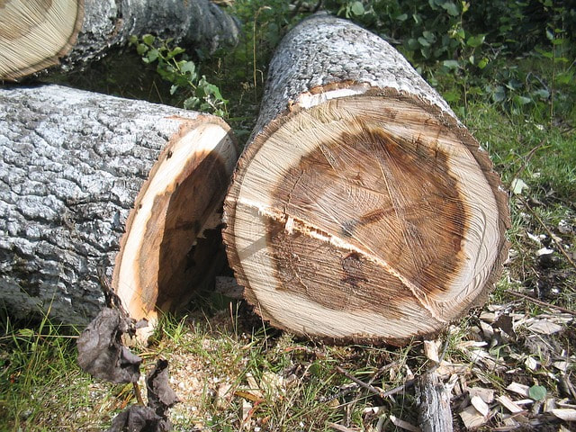several logs on the ground amongst wood chips