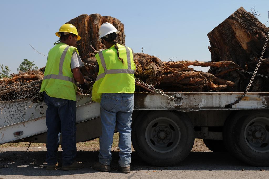 stump removal team loading a dead stump onto the back of a truck