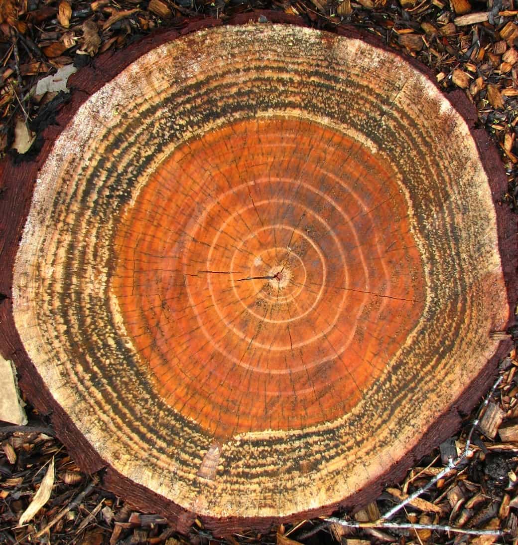 visual close-up of an orange stump