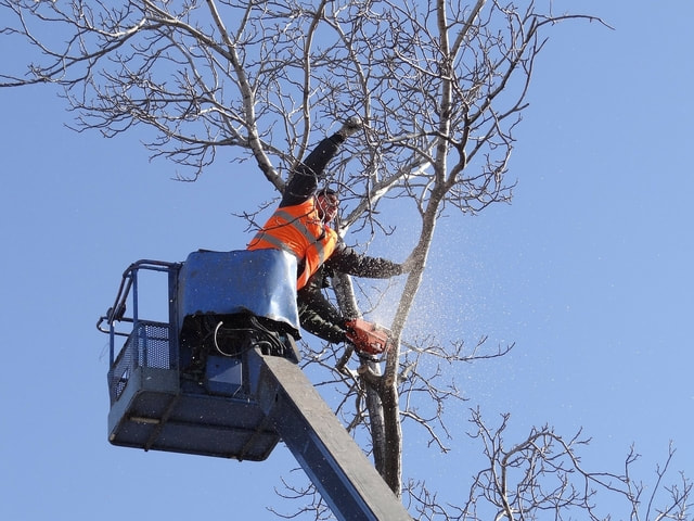 two arborists using a crane to trim branches from a tree