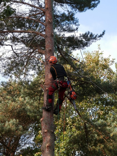 Crew member climbing a tree in order to chop down several branches