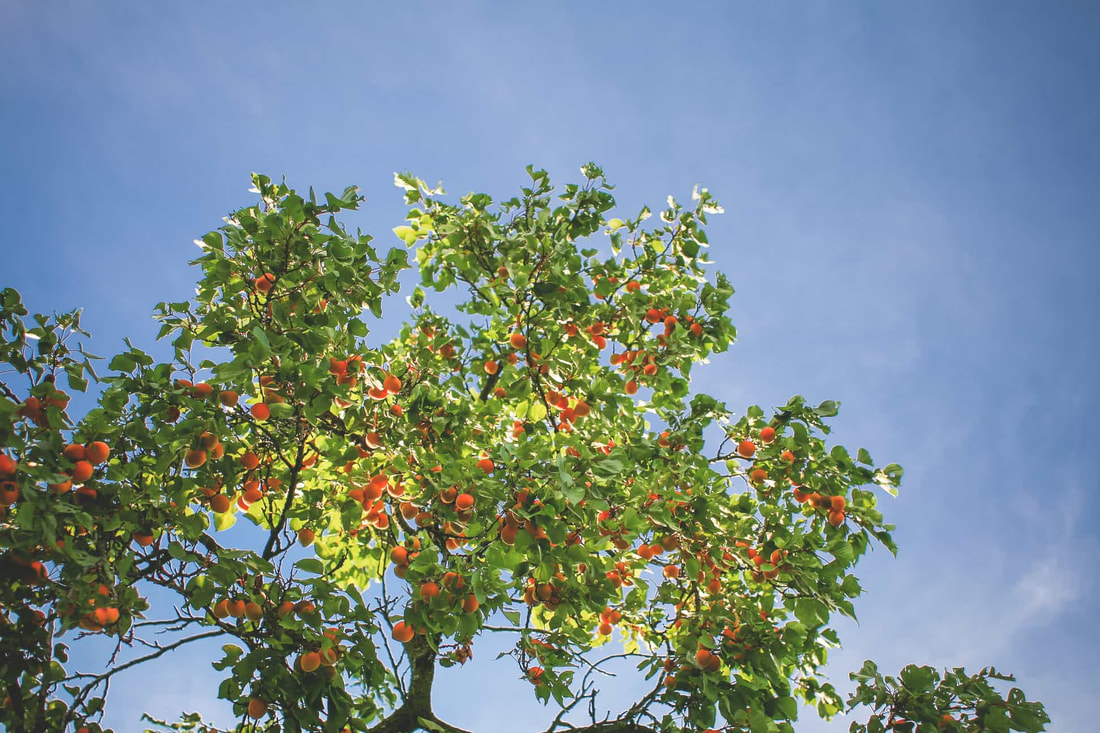 ripe oranges in a tree